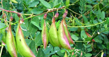 黄芪种植的技术 黄芪种植的技术