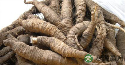 北沙参的功效与作用剖析 北沙参的功效与作用剖析