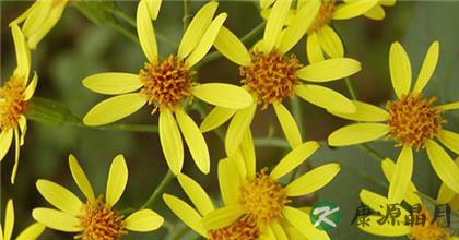 菊花的种类如何分