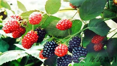 哪些中药能解酒 解酒效果好的5味中药 哪些中药能解酒 解酒效果好的5味中药