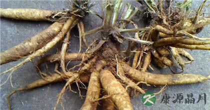 川断的功效与作用 川断的功效与作用