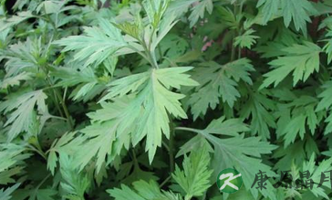 艾草加醋泡脚:解郁疏肝 艾草加醋泡脚:解郁疏肝