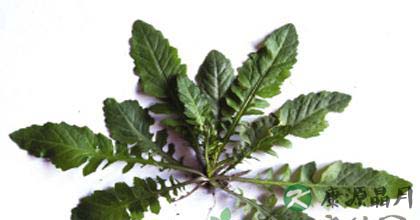 荠菜的功效以及营养价值