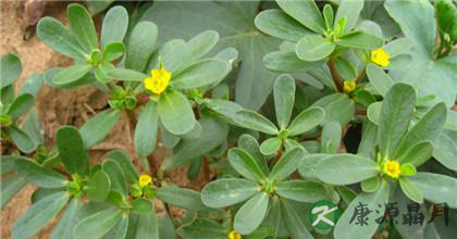 马兰头的功效与食用禁忌