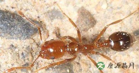 被红火蚁咬后怎么办?红火蚁的防治方法 被红火蚁咬后怎么办?红火蚁的防治方法