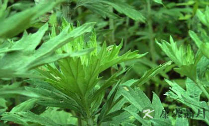 4款中药有效治疗痛经