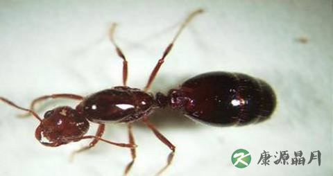 被红火蚁咬后怎么办?红火蚁的防治方法 被红火蚁咬后怎么办?红火蚁的防治方法