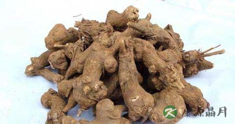 白术的功效与作用 补气健脾
