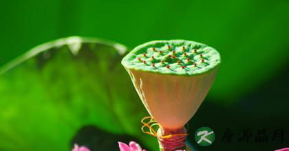 莲子的功效与食用方法简介