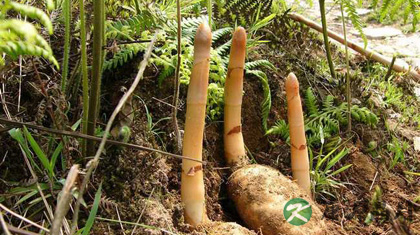 平肝熄风的中药有哪些