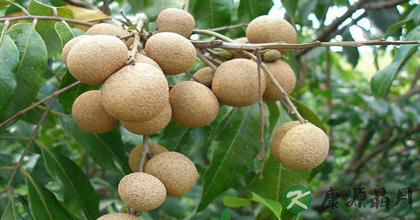 龙眼有哪些食疗功效呢