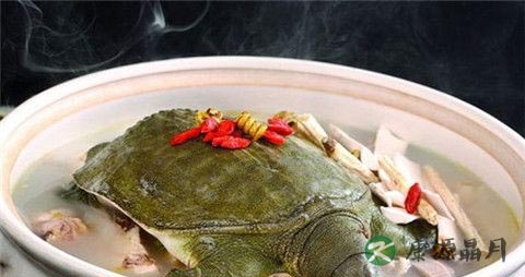水鱼的营养价值