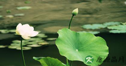 荷叶的功效以及食用方法