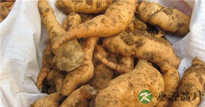 地黄的功效与作用有哪些