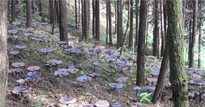 灵芝大棚种植方法如何