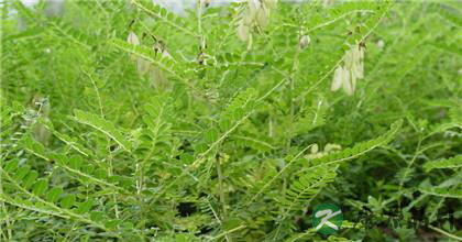 黄芪种植的技术 黄芪种植的技术