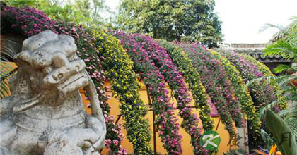 菊花的种类如何分