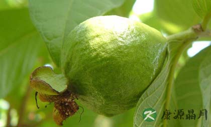 盘点番石榴的功效与作用有哪些 盘点番石榴的功效与作用有哪些