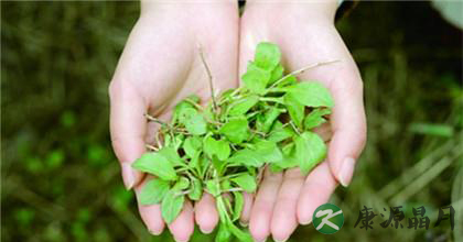 马兰头的功效与食用禁忌