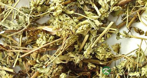 茵陈的功效与作用