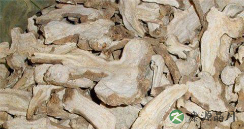 白术的功效与作用 补气健脾