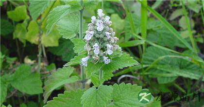荆芥种植如何才能出高产 荆芥种植如何才能出高产