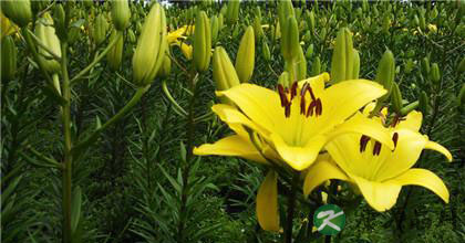 百合的功效简述