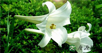 百合的功效简述