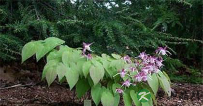 淫羊藿的功效与作用及临床应用