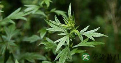 什么是艾灸 什么是艾灸