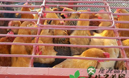 h7n9禽流感防治常识