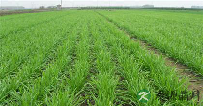 韭菜哪些隐藏的功效 韭菜哪些隐藏的功效