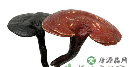 灵芝的功效以及食用方法