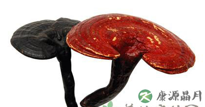 灵芝的功效和作用