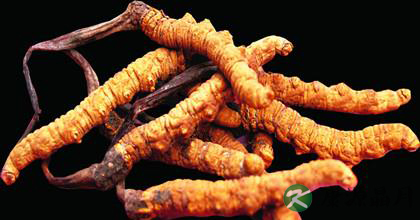 冬虫夏草的功效与食用方法