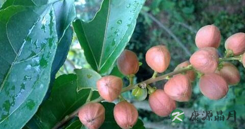 脑血栓治疗方法