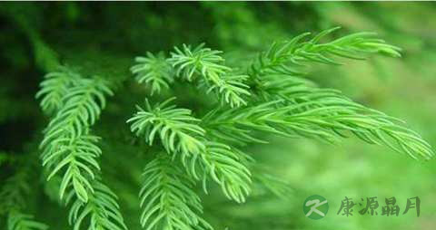 柳杉的药用价值_柳杉的副作用