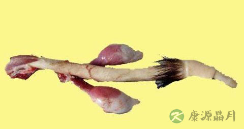 鹿肾的药用价值_鹿肾的副作用