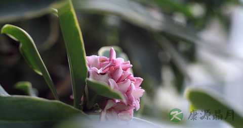瑞香花的功效与作用