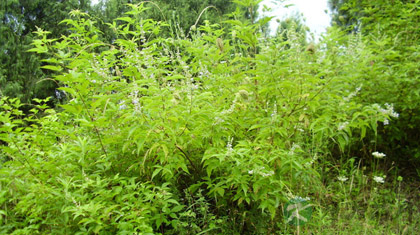 黄荆子的功效与作用_黄荆子的药用价值