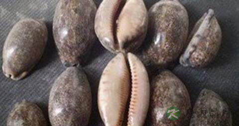 贝子的药用价值_贝子的副作用