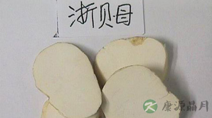 浙贝母的功效与作用_浙贝母的药用价值
