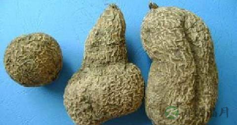 金果榄的药用价值_金果榄的副作用