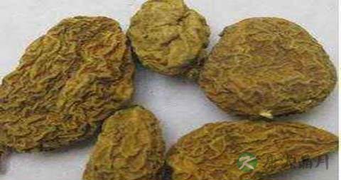 金果榄的药用价值_金果榄的副作用