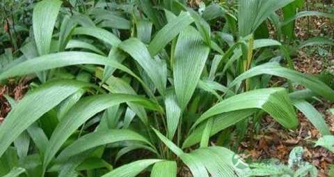 仙茅的功效与作用