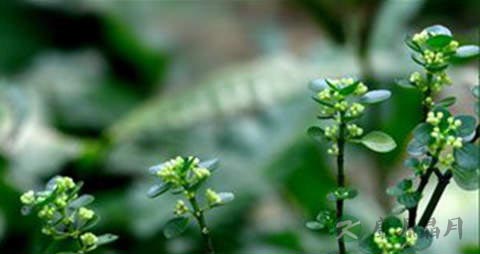 石油菜的功效与作用