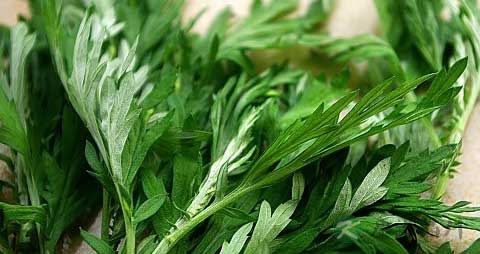 艾叶的药用价值_艾叶的副作用