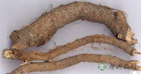 苎麻根的功效与作用