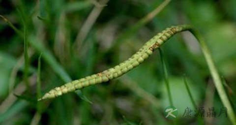瓶尔小草的功效与作用