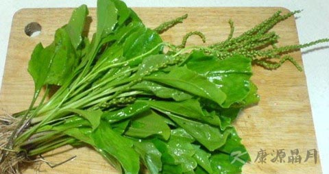 车前草的功效与作用